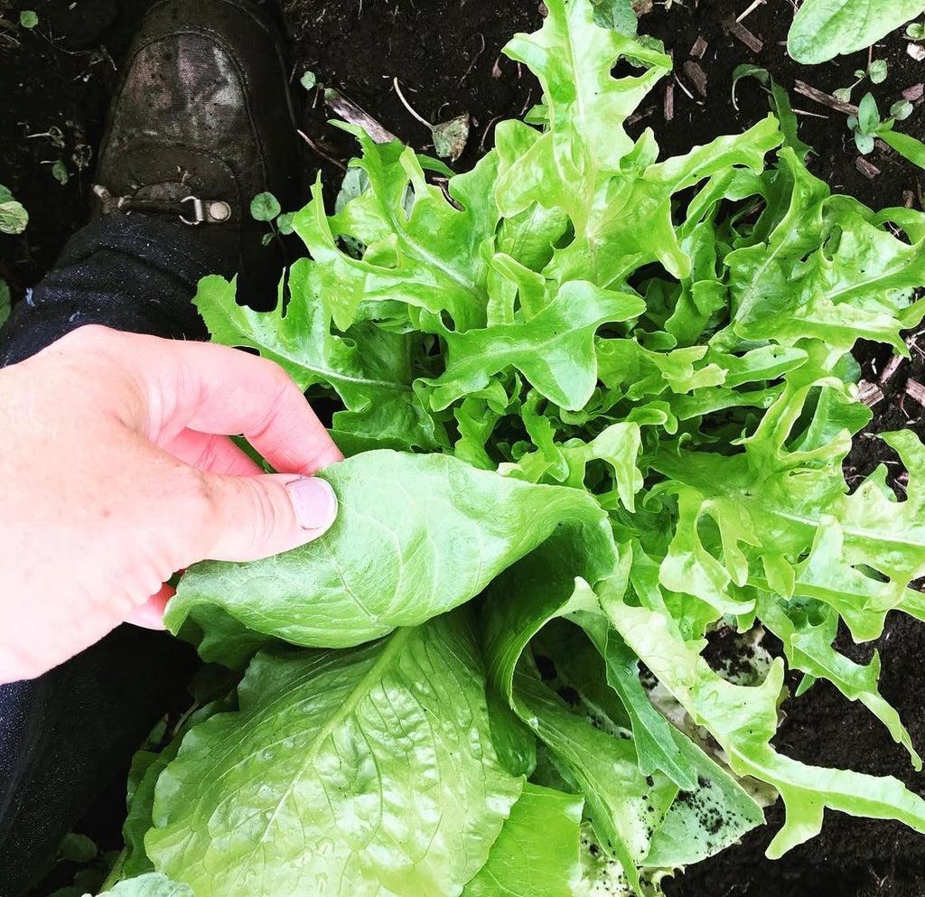 Weekly Farm Box 2026