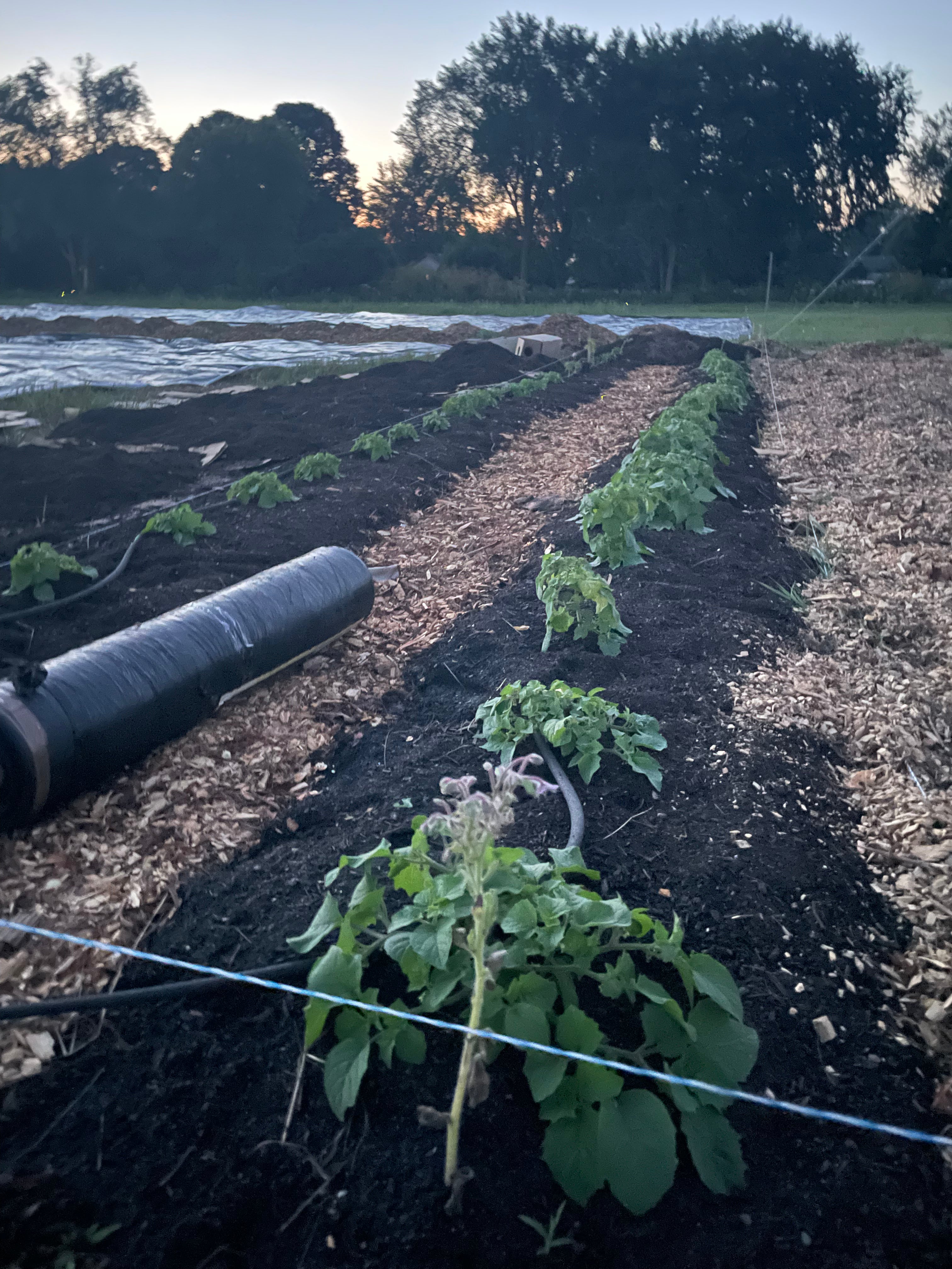 Weekly Farm Box 2026