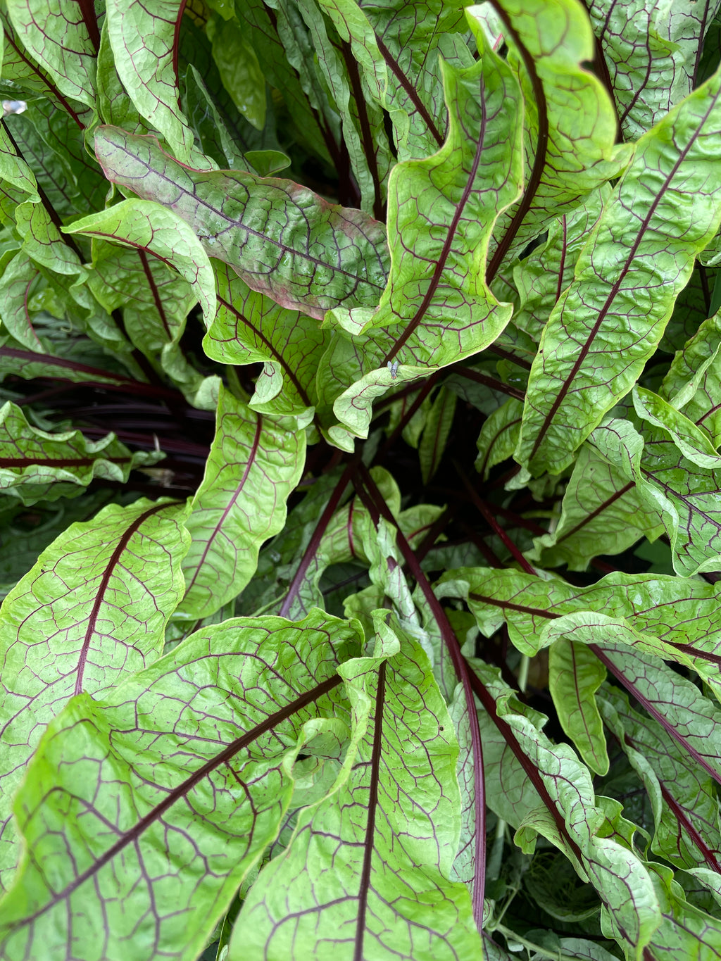 Weekly Farm Box 2026